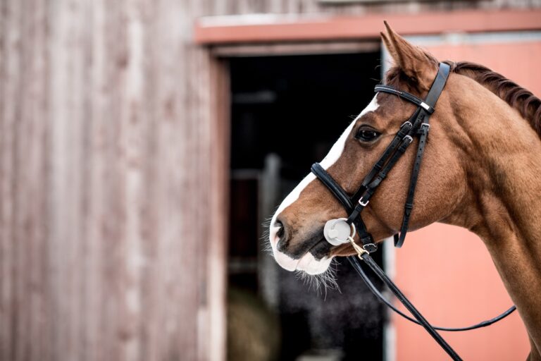 Combien coûte un cheval 