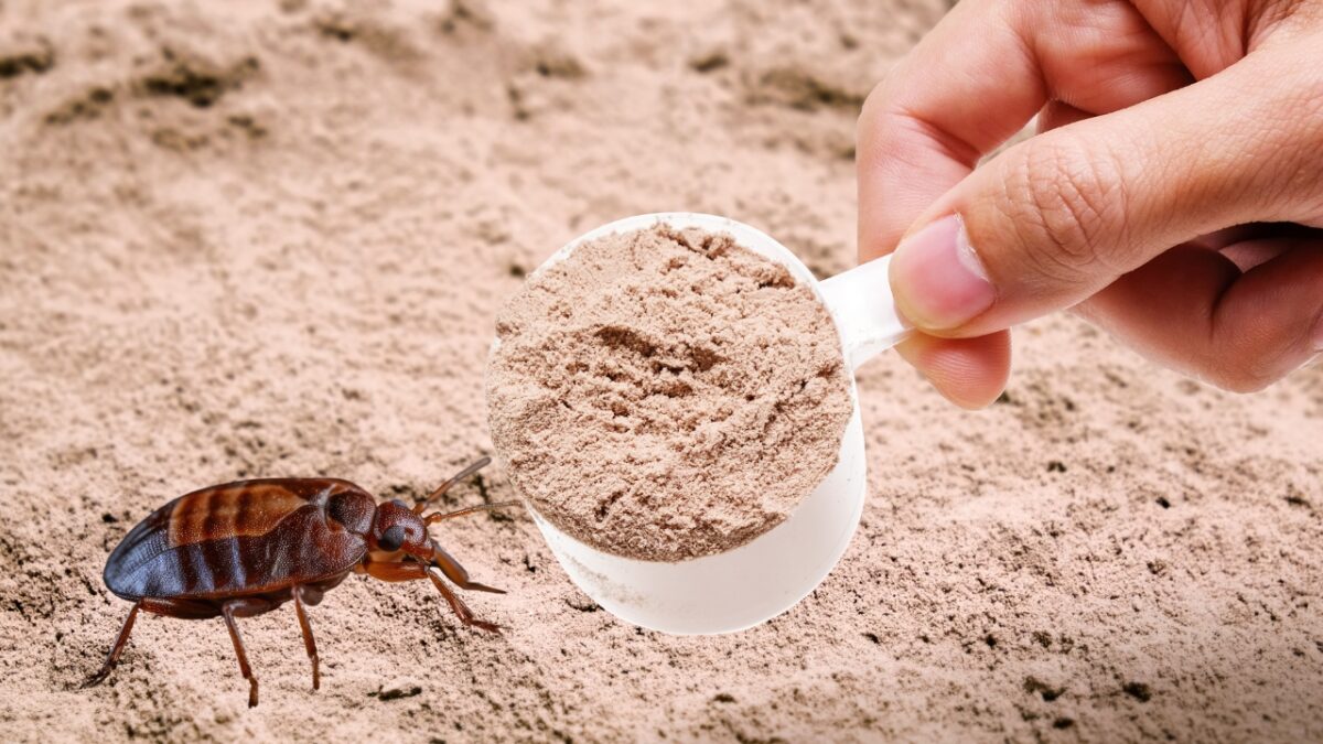 Terre de Sommières contre les punaises de lit lisez ceci