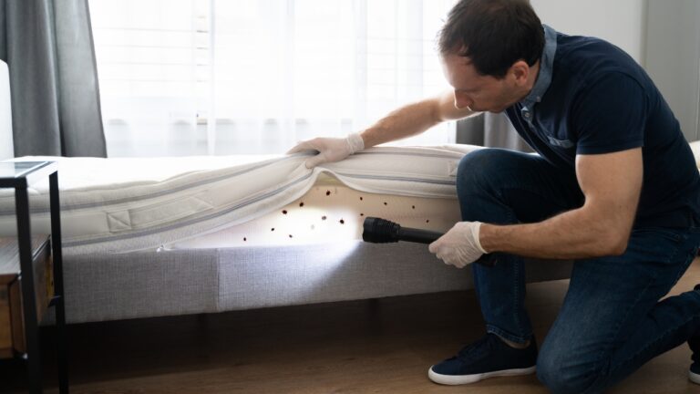 Terre de Sommières contre les punaises de lit : lisez ceci