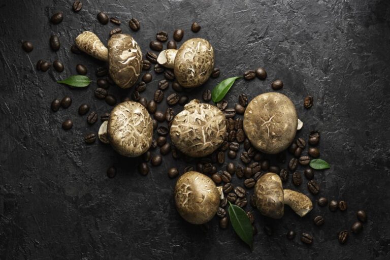 retrouvee-chronique-shiitake-fatigue
